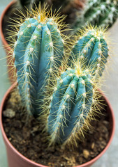 cactuses set in pot nature background