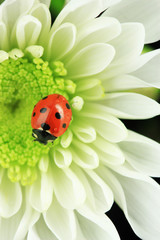 Beautiful ladybird on flower, close up © Africa Studio