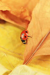 Beautiful ladybird on flower, on  autumn leaves