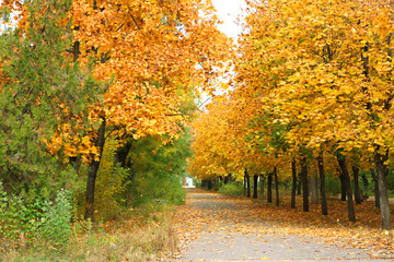 Beautiful autumn background