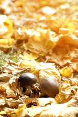 Maple leaves and mushrooms in park, close-up