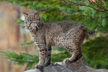 Naklejka na ściany i meble Młoda Bobcat ((Lynx rufus) Stojaki Defiant