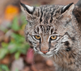 Naklejka na ściany i meble Bobcat (Lynx rufus) Head