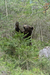 Brown bear