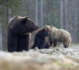 Fototapeta premium Brown bear
