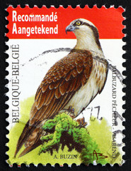 Postage stamp Belgium 2011 Osprey, Sea Hawk, Bird