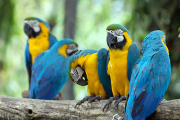 parrots