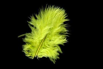 Bright feather on black background
