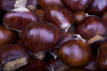 Autumn, harvesting of chestnuts