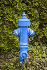 Blue fire hydrant in the park, in front of the bush