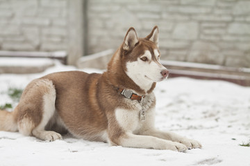 siberian husky