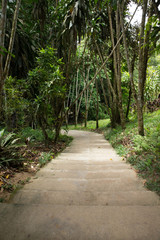 Garden stone path