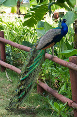Naklejka premium Peacock