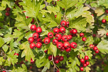 hawthorn berries