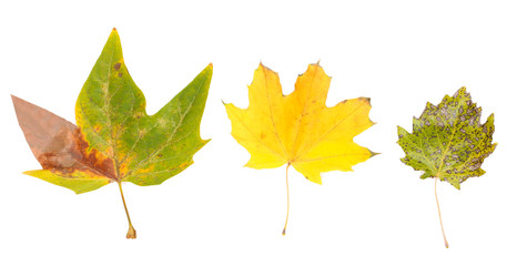 Bright autumn leafs isolated on white