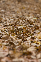 Deep Layer of Withered Fallen Leaves Lying on the Ground