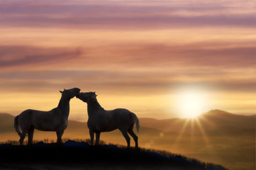 Horses in love at sunset