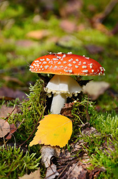 Amanita poisonous mushroom
