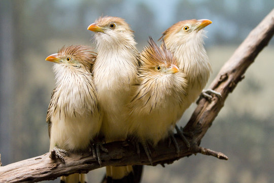 Guira Cuckoos