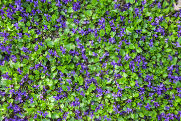 Textures: lawn of violets