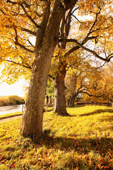 Beautiful autumnal landscape