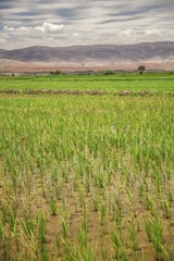 Fototapeta premium Rice Field with Mountains in the Background