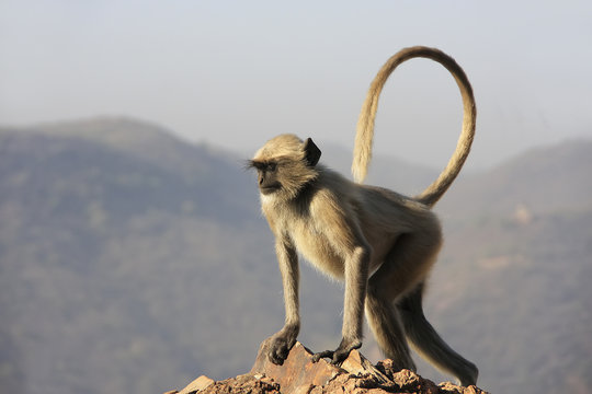 Gray langur playing at Taragarh fort, Bundi, India