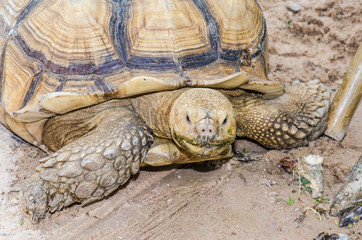 Close Up of Sulcata Tortoise