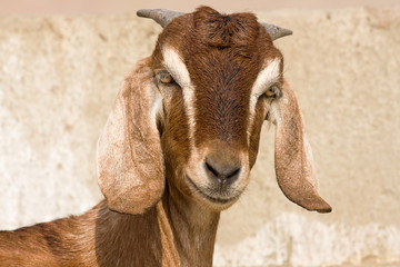 Goat portrait, India