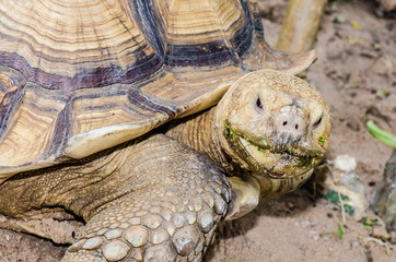Close Up of Sulcata Tortoise