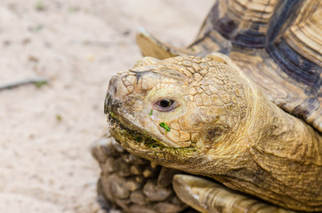 Close Up of Sulcata Tortoise