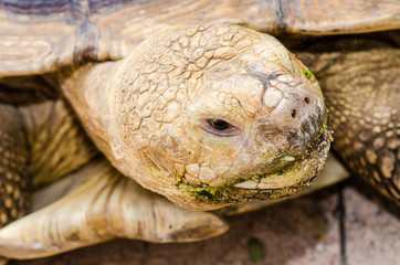 Close Up of Sulcata Tortoise
