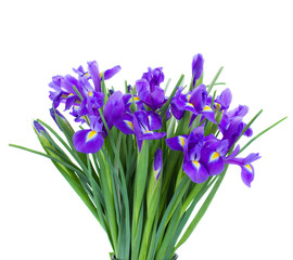 Naklejka na ściany i meble bukiet kwiatów niebieskie irise