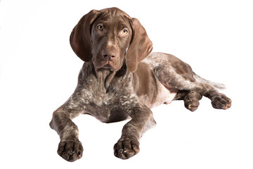 собака щенок