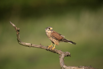 Kestrel, Falco tinnunculus