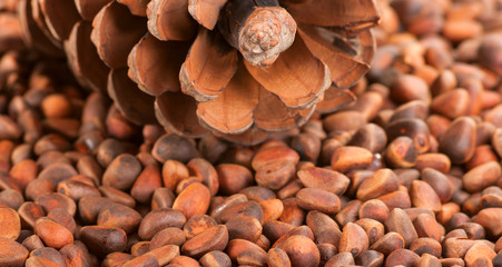 Scattering of pine nuts and a large pine cone.