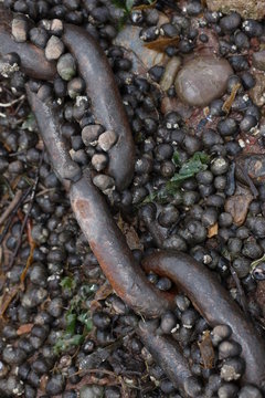 Rusty Chain on Pebble Beach