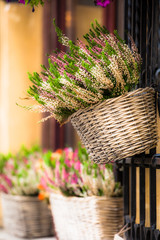 Pink and purple heather in decorative flower pot © Curioso.Photography