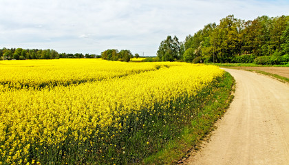 Landscape with canola field.