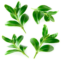 Blueberry leaves isolated on white. Collection