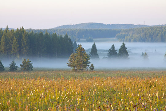 grassland and woods in fog in the morning