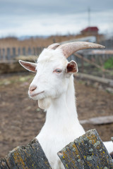 Goat close-up on the farm