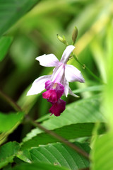 wild Orchid