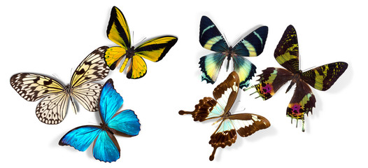 group of butterflies
