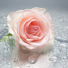 Fototapeta premium Rose on wet background