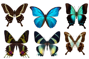 Fototapeta na wymiar Many different beautiful butterflies