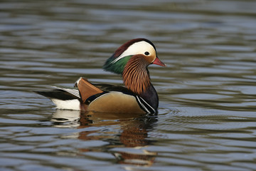 Mandarin duck, Aix galericulata