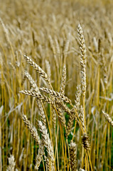 Spikelets of wheat on the field