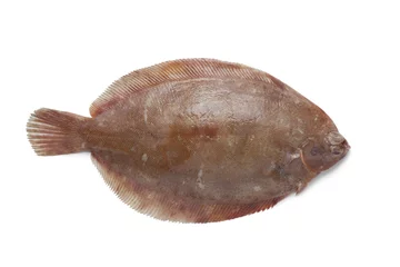 Photo sur Aluminium Poisson Single Lemon sole fish