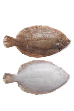 Lemon Sole Fishes